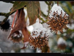 frost